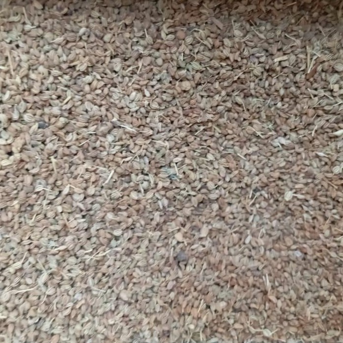 Carom Seeds (Ajwain) - اجوائن